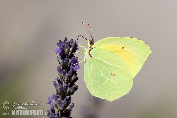 Kleopatra-Falter (Gonepteryx cleopatra)