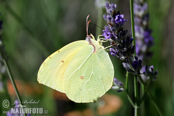 Kleopatra-Falter (Gonepteryx cleopatra)