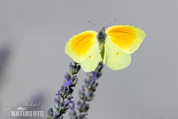 Kleopatra-Falter (Gonepteryx cleopatra)