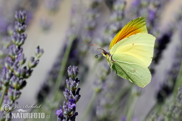 Kleopatra-Falter (Gonepteryx cleopatra)