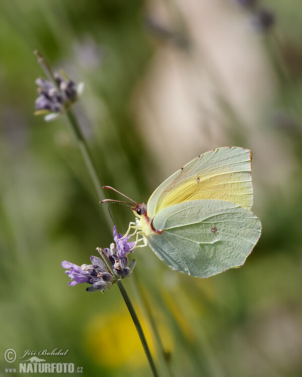 Kleopatra-Falter (Gonepteryx cleopatra)