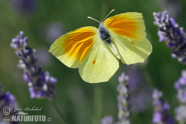 Kleopatra-Falter (Gonepteryx cleopatra)