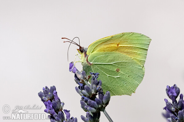 Kleopatra-Falter (Gonepteryx cleopatra)