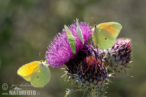 Kleopatra-Falter (Gonepteryx cleopatra)