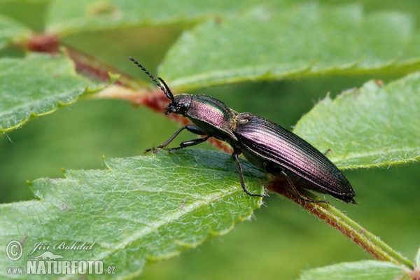 Klicken-Käfer (Ctenicera cuprea)