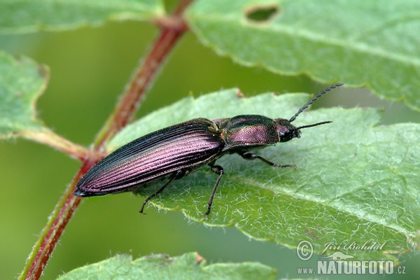 Klicken-Käfer (Ctenicera cuprea)