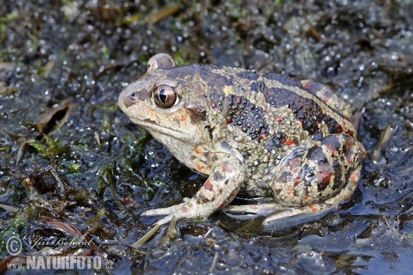 Knoblauchskrote (Pelobates fuscus)