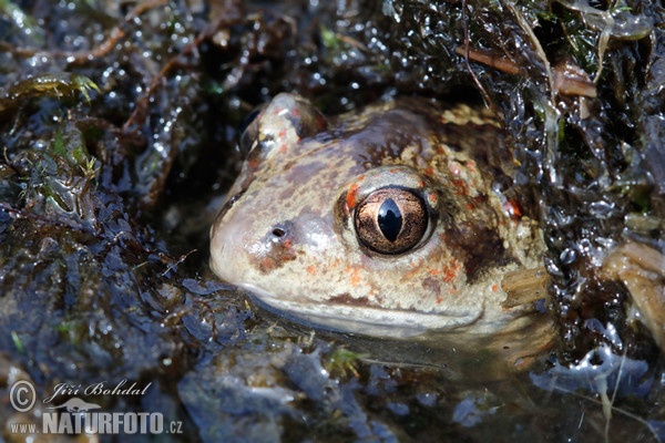 Knoblauchskrote (Pelobates fuscus)