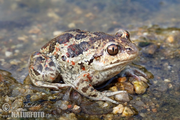 Knoblauchskrote (Pelobates fuscus)