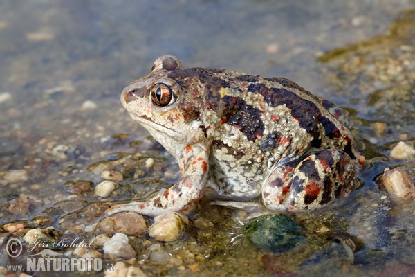 Knoblauchskrote (Pelobates fuscus)