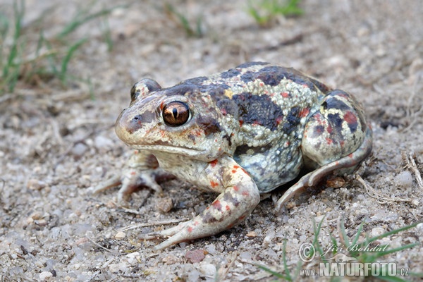 Knoblauchskrote (Pelobates fuscus)