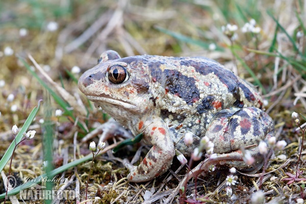 Knoblauchskrote (Pelobates fuscus)