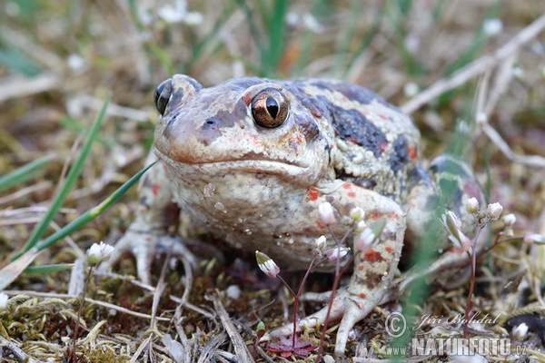 Knoblauchskrote (Pelobates fuscus)