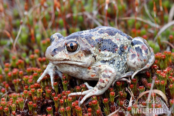 Knoblauchskrote (Pelobates fuscus)