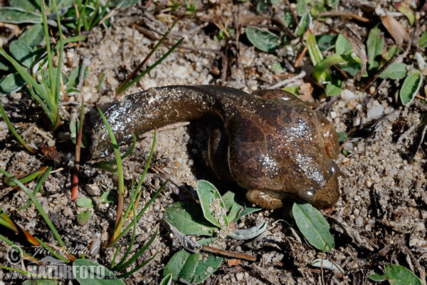 Knoblauchskrote (Pelobates fuscus)