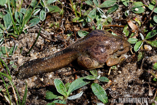 Knoblauchskrote (Pelobates fuscus)