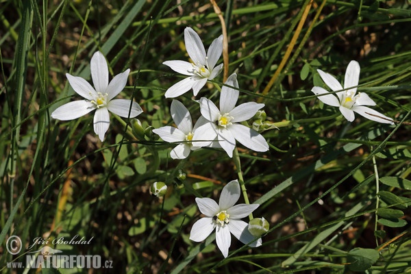 Koch-Dolden-Milchstern (Ornithogalum kochii)