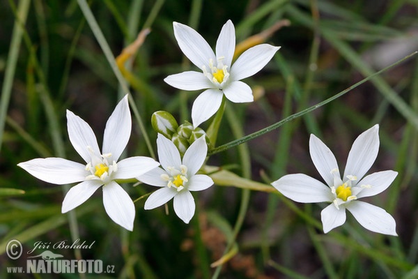 Koch-Dolden-Milchstern (Ornithogalum kochii)