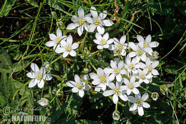 Koch-Dolden-Milchstern (Ornithogalum kochii)