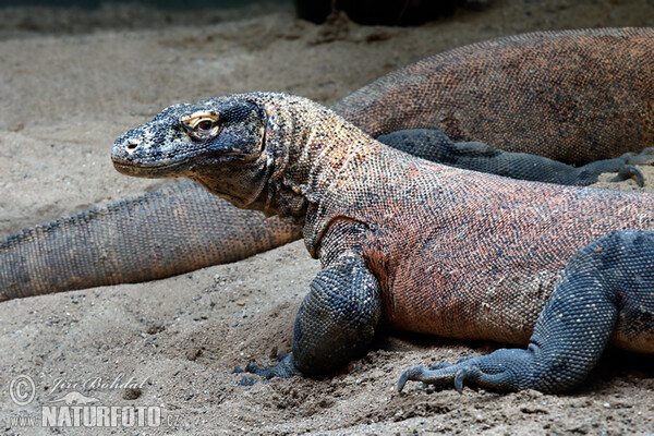 Komodovaran (Varanus komodoensis)