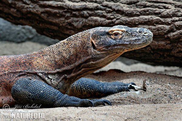 Komodovaran (Varanus komodoensis)