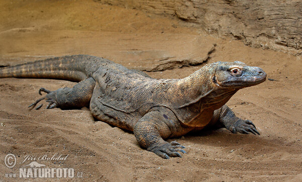 Komodovaran (Varanus komodoensis)