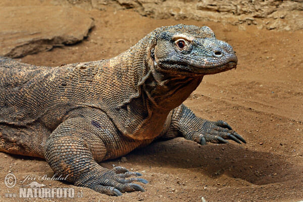 Komodovaran (Varanus komodoensis)