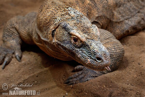 Komodovaran (Varanus komodoensis)