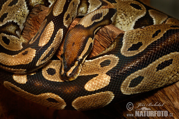 Königspython (Python regius)