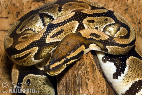 Königspython (Python regius)