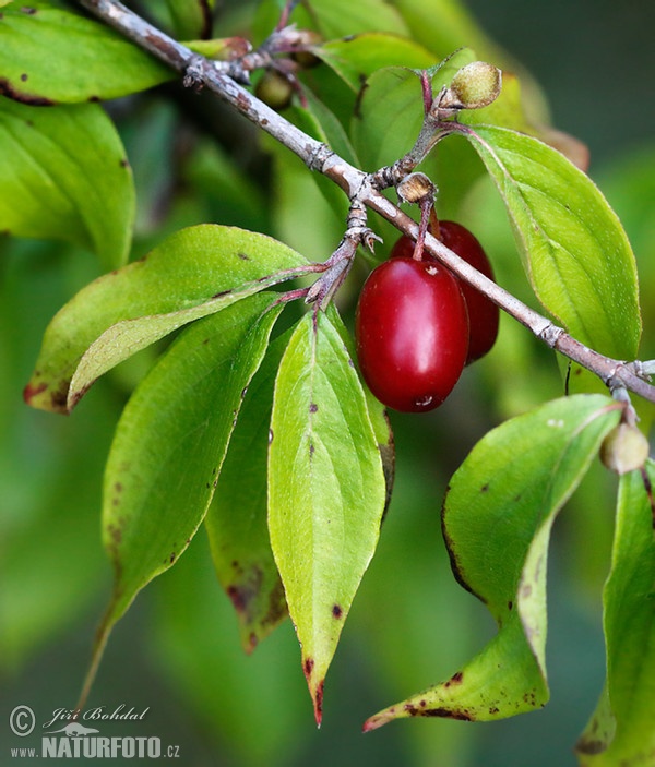 Kornelkirsche (Cornus mas)