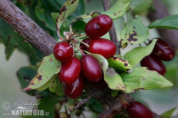 Kornelkirsche (Cornus mas)