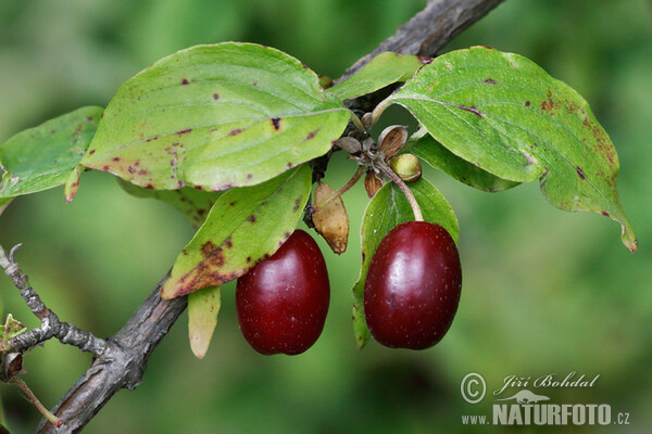 Kornelkirsche (Cornus mas)