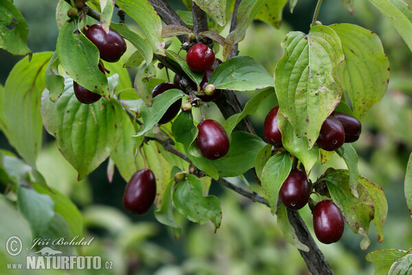 Kornelkirsche (Cornus mas)