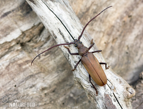 Körnerbock (Megopsis scabricornis)