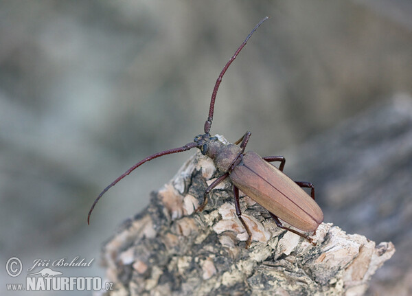 Körnerbock (Megopsis scabricornis)