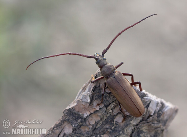 Körnerbock (Megopsis scabricornis)