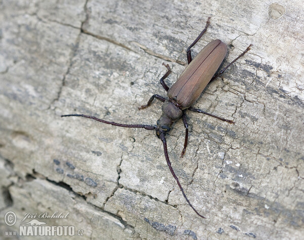 Körnerbock (Megopsis scabricornis)