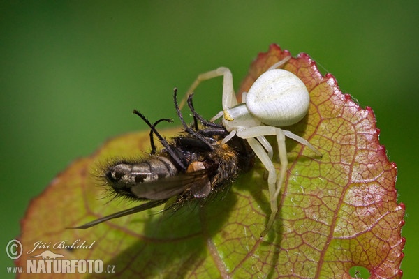 Krabbenspinne (Misumena vatia)