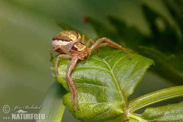 Krabbenspinne (Xysticus ulmi)