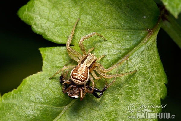 Krabbenspinne (Xysticus ulmi)