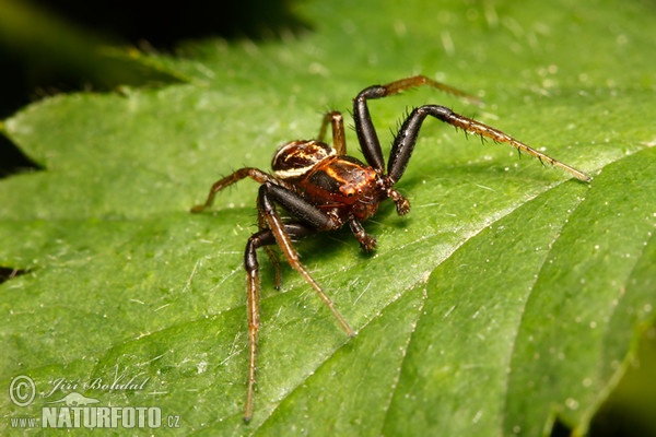 Krabbenspinne (Xysticus ulmi)