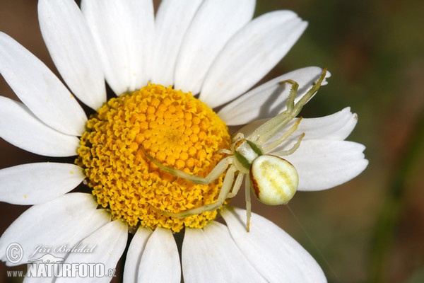 Krabbenspinne (Misumena vatia)