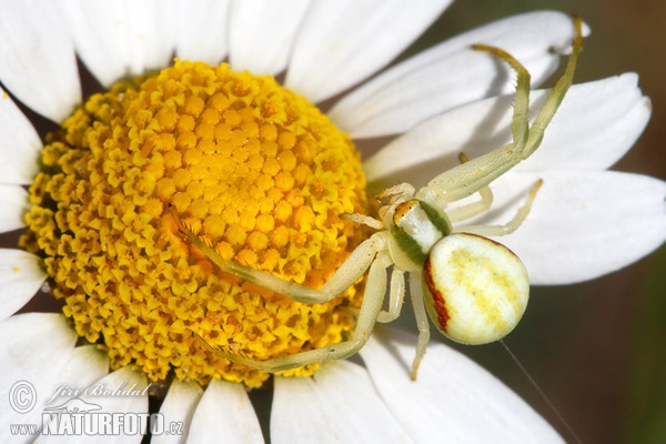 Krabbenspinne (Misumena vatia)