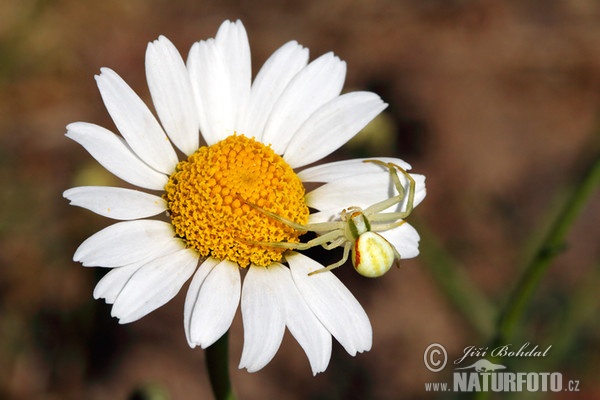 Krabbenspinne (Misumena vatia)