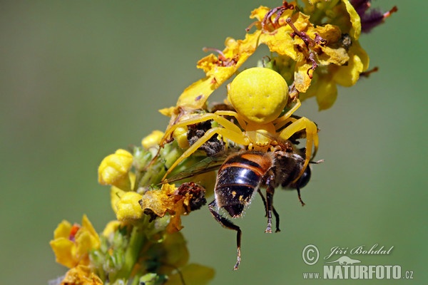 Krabbenspinne (Misumena vatia)