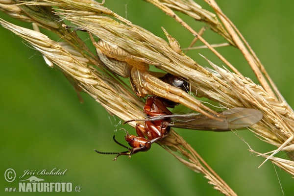 Krabbenspinne (Xysticus ulmi)