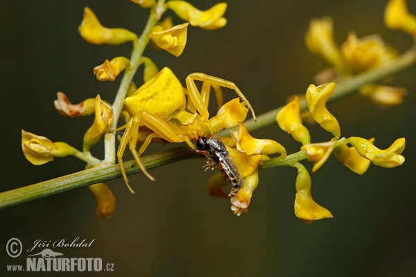 Krabbenspinne (Thomisus onustus)