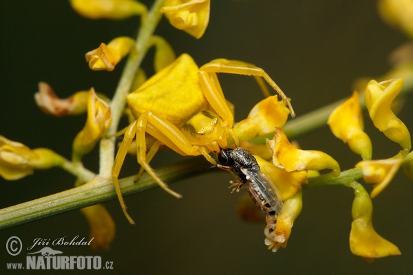 Krabbenspinne (Thomisus onustus)