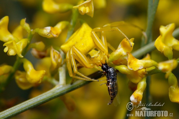 Krabbenspinne (Thomisus onustus)